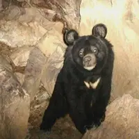 تولید رده سلولی شناسنامه دار از گونه در حال انقراض خرس سیاه بلوچی