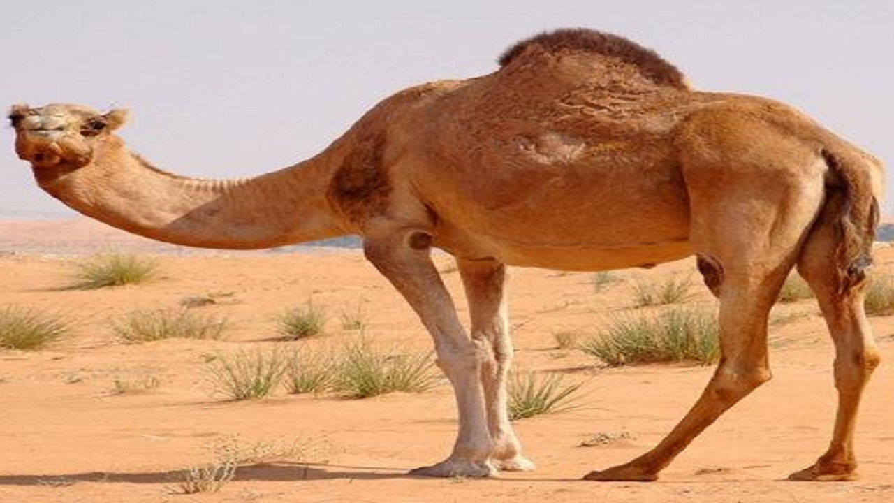 تولید سالانه ۱۲۰ تن گوشت شتر در اسکو