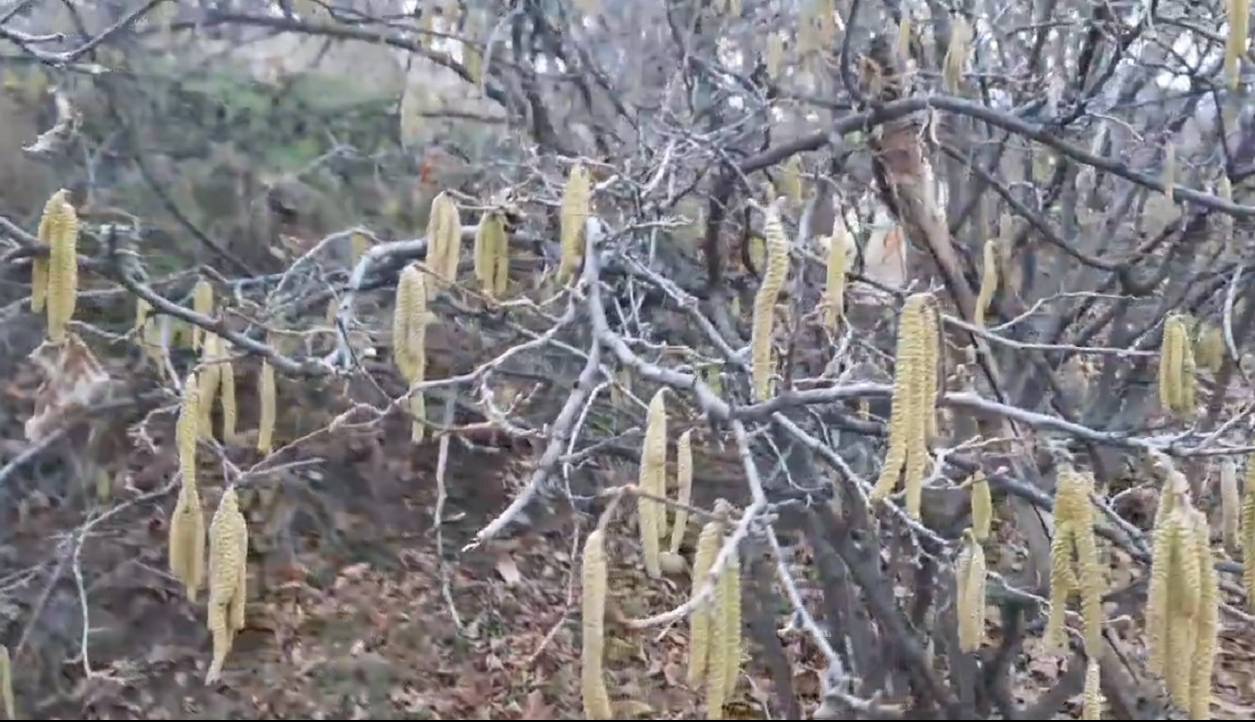 شکوفه دادن درختان فندق درباغ‌های مراغه