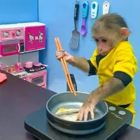 آموزش آشپزی به میمون!