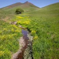 کشت گیاهان دارویی در ۱۵۰ هکتار از اراضی بروجرد