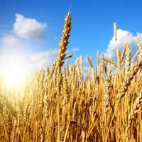 ۱۰.۵میلیون تن گندم در کشور خریداری شد