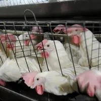 ۲۵ واحد تولید مرغ گوشتی در ابرکوه غیرفعال است