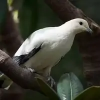 کبوتر مظنون به جاسوسی برای چین آزاد شد!