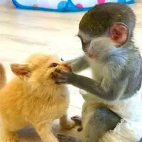 دعوای گربه و میمون با داوریِ جوجه تیغی
