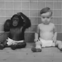 نتایج هولناک آزمایش بزرگ کردن نوزاد انسان و شامپانزه «به عنوان خواهر و برادر» 