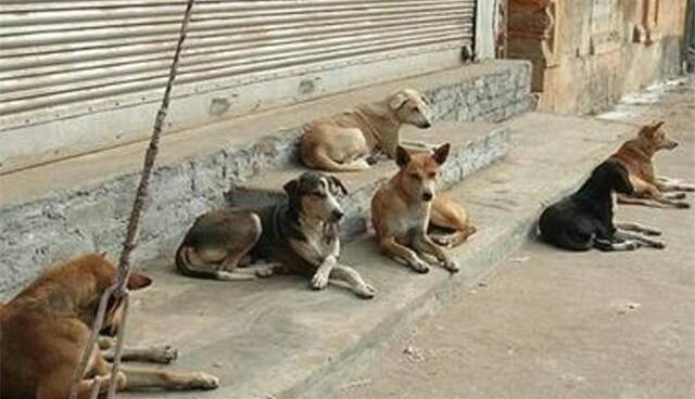 مشاور وزیر کشور: تعداد سگ‌های ولگرد از تعادل خارج شده است