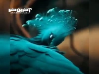 ویدئویی زیبا از کبوتر تاجدار ویکتوریا