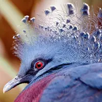کبوتر تاج دار ویکتوریا که در حال انقراض است