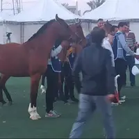 عکس/ رقابت ۳۶ اسب در جشنواره ملی زیبایی‌های اسب دره‌شوری