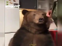 ویدئویی بامزه از مسواک زدن خرس