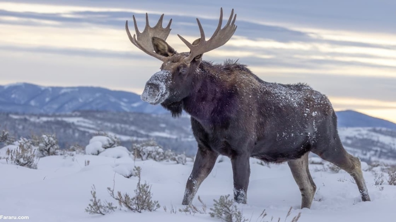 تعقیب و گریز هیجان‌انگیز اسکی‌بازان توسط گوزن وحشی!