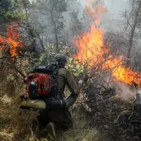 بخشی از جنگل نوشهر آتش گرفت