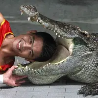 صحنه هایی عجیب از دیوانگی چند مرد هنگام برخورد با تمساح