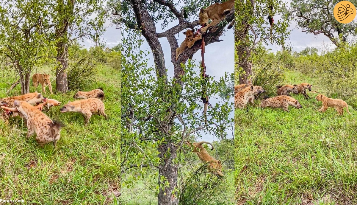 اقدام هوشمندانه شیر مادر برای نجات بچه‌اش از دست کفتار‌ها