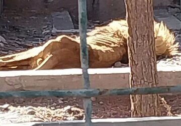 تصویری عجیب از شیر لاغر در باغ وحش مشهد