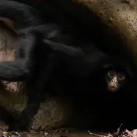 میمون‌های عنکبوتی در جنگل‌های آمازون 