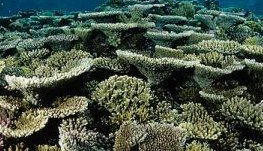 نحوه استفاده دانشمندان از ماهواره‌ها برای تجزیه و تحلیل تنوع زیستی صخره‌های مرجانی