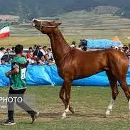 پایان نخستین جشنواره ملی زیبایی‌های اسب «دره شوری» در بوشهر