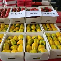 صادرات بیش از ۲ هزار تُن فلفل دلمه‌ای از استان مرکزی