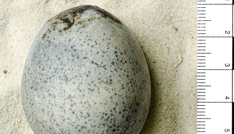 یک «تخم‌مرغ سالم» با قدمت 1600 سال کشف شد!