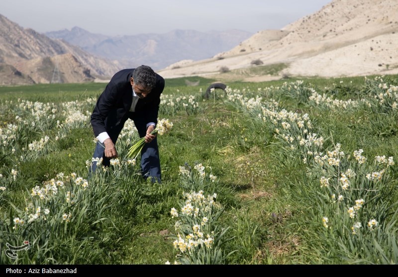 عکس/ برداشت گل نرگس در شهرستان پلدختر