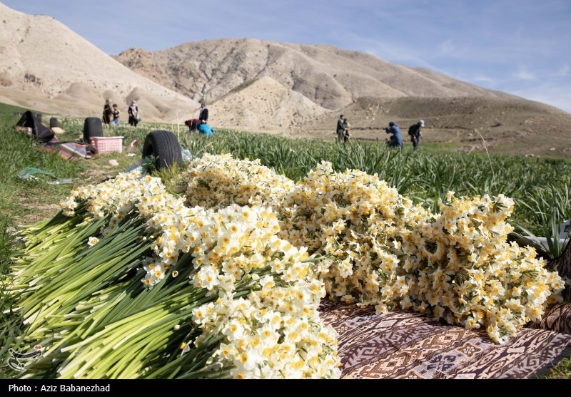 عکس/ برداشت گل نرگس در شهرستان پلدختر