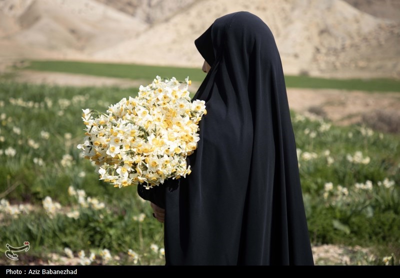 عکس/ برداشت گل نرگس در شهرستان پلدختر