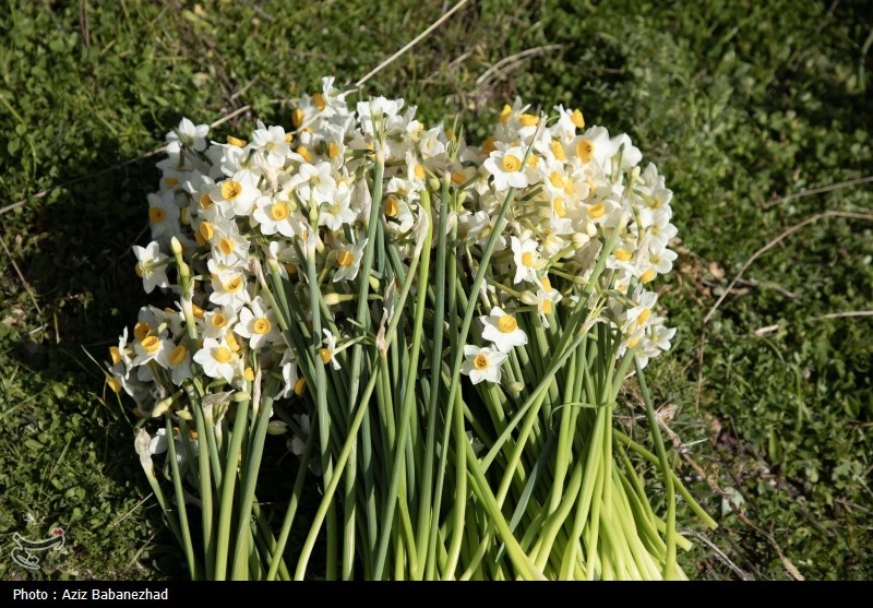 عکس/ برداشت گل نرگس در شهرستان پلدختر