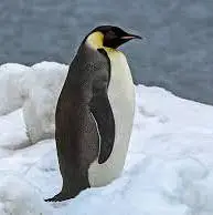تنهایی یک پنگوئن!