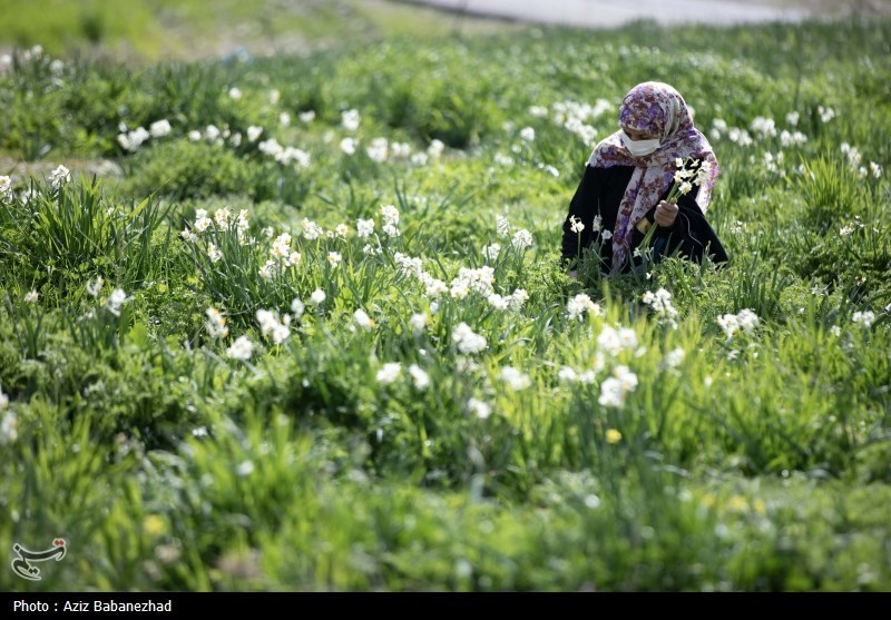 عکس/ برداشت گل نرگس در شهرستان پلدختر