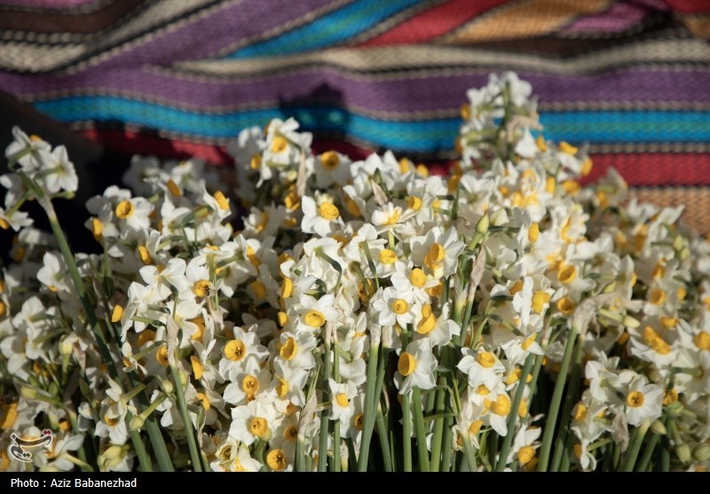 عکس/ برداشت گل نرگس در شهرستان پلدختر