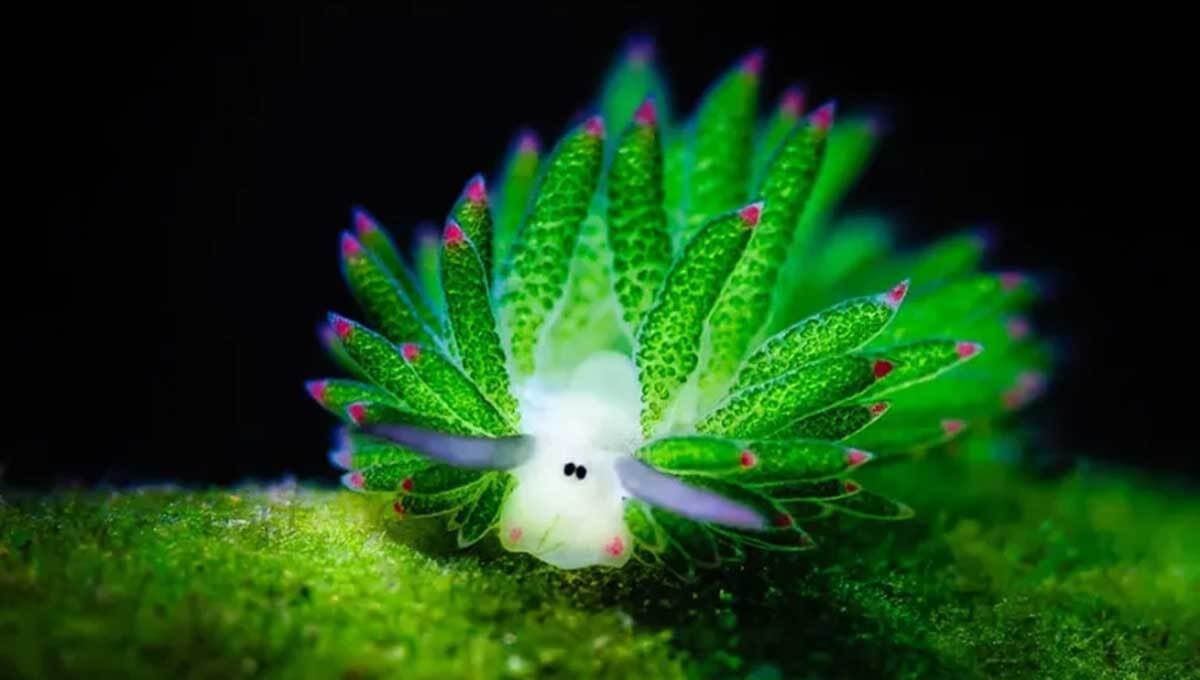 موجودات عجیب و بامزه زیر آب