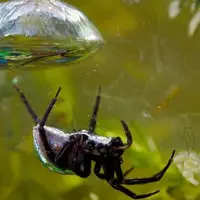 گوناگون/ عنکبوت شگفت‌انگیزی که کپسول غواصی می‌سازد