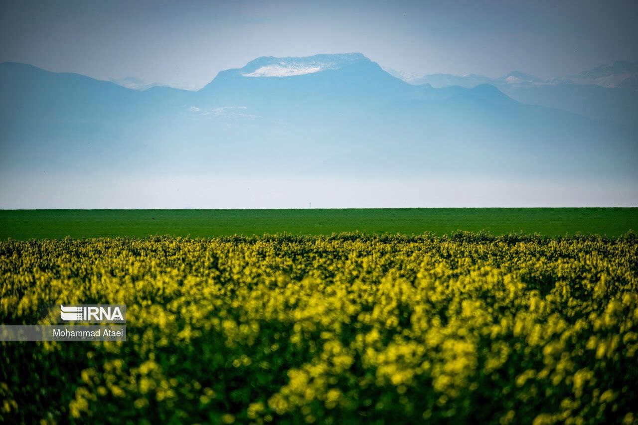 عکس/ ترکمن صحرای زیبا