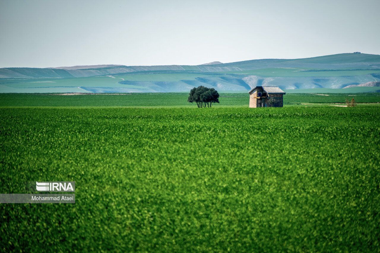 عکس/ ترکمن صحرای زیبا