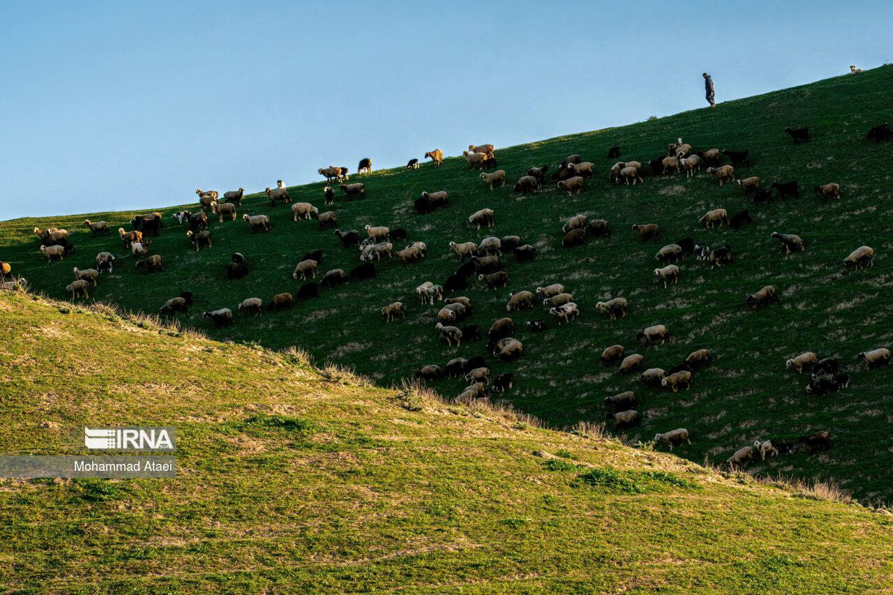 عکس/ ترکمن صحرای زیبا