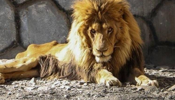 آخرین وضعیت ریشا، شیر نر بیمار باغ‌وحش وکیل‌آباد