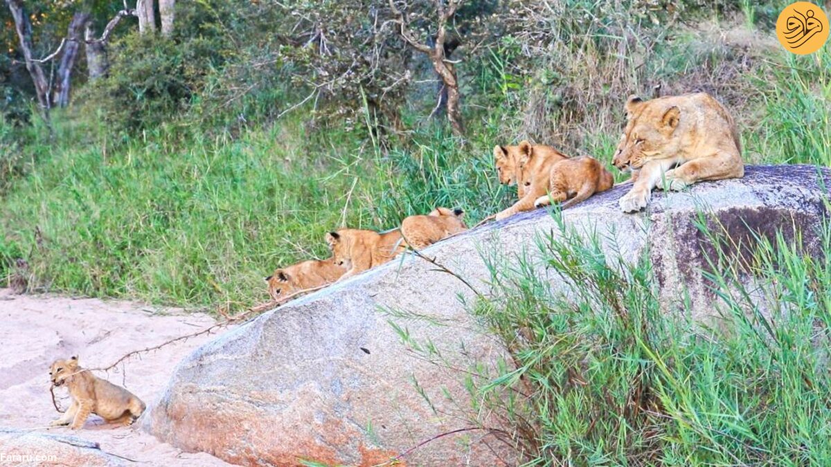 طنابکشی بامزه و جالب تولهشیرها با ریشه بلند طنابکشی بامزه و جالب تولهشیرها با ریشه بلند