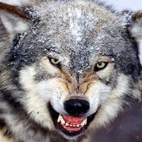 شکار هولناک گوزن بیچاره توسط دو گرگ