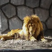 آخرین وضعیت ریشا، شیر نر بیمار باغ‌وحش وکیل‌آباد
