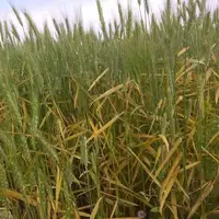 آفت به ۲ هزار و ۵۰۰ هکتار از مزارع گندم گلستان زد