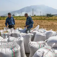 آغاز خرید برنج از شالیکاران گیلانی