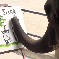 عجیب ترین فیل جهان که نقاش شد!