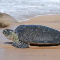 لاکپشت سبز جزیره کیش بعد از عمل جراحی