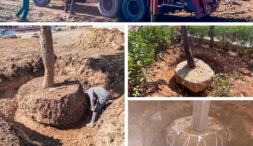 پاسخ رسانه ارتش به خبر قطع درختان در پادگان 06