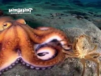 ویدئویی از اختاپوس و شاه‌خرچنگ مصنوعی! 