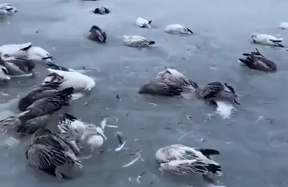 تلف شدن پرندگان آبزی بر اثر کاهش ناگهانی دمای هوا در سین کیانگ