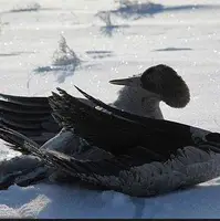یخ زدن هزاران پرنده در کنار دریاچه ‎ای در چین!