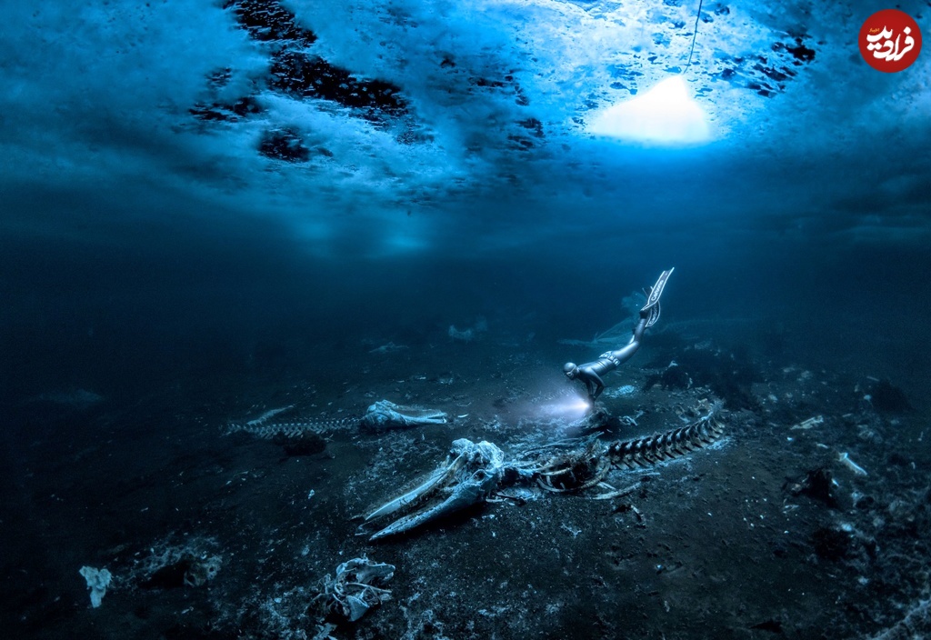 عکس/ بهترین تصاویر اقیانوسی سال؛ از تانک‌های وهم‌انگیز تا گورستان نهنگ‌ها